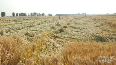 這能豐收嗎？