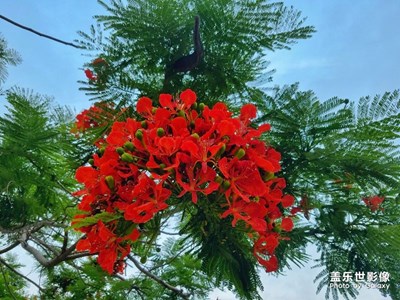 【端午習俗】-廈門-記錄人間最素樸的滋味