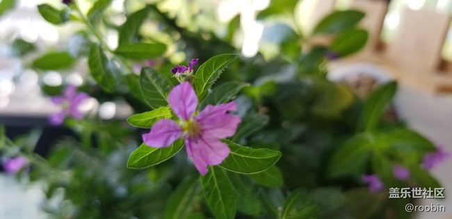 【S8曬單】因為顏值入手S8