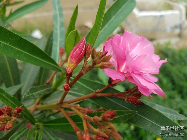 公園里很普遍的花