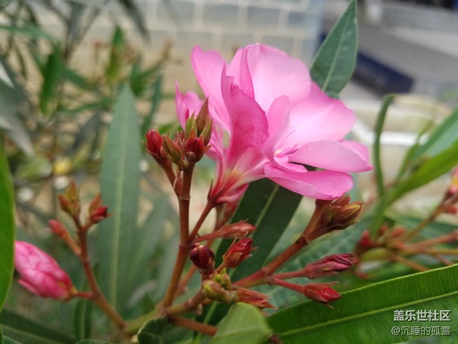 公園里很普遍的花