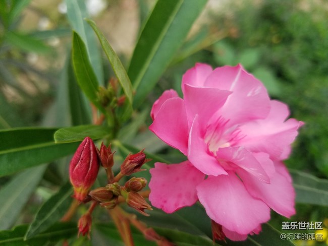 公園里很普遍的花