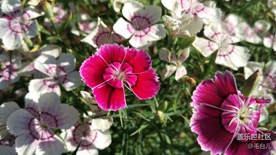 路邊的三種草藥