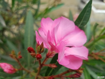 公園常見但我不認(rèn)識的花