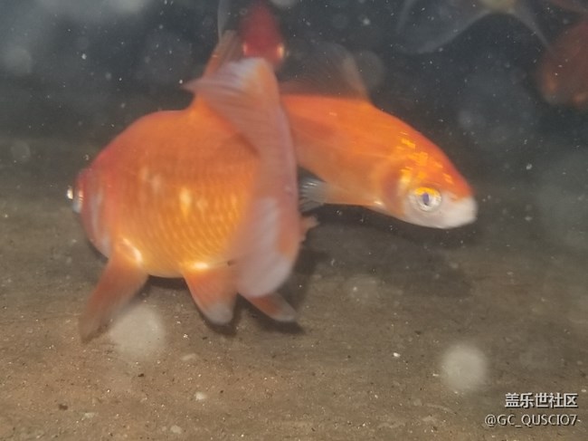 小8入手十天了，贈(zèng)品今天也已經(jīng)領(lǐng)到了