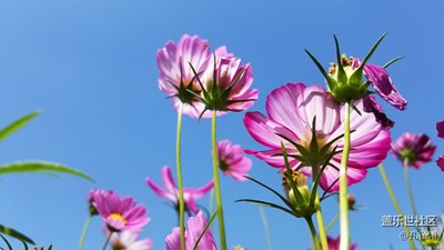 那些花兒
