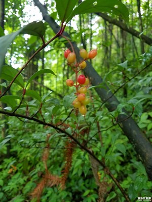 都江堰虹口行走于山水之間