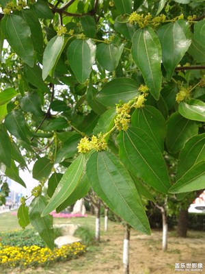 棗花