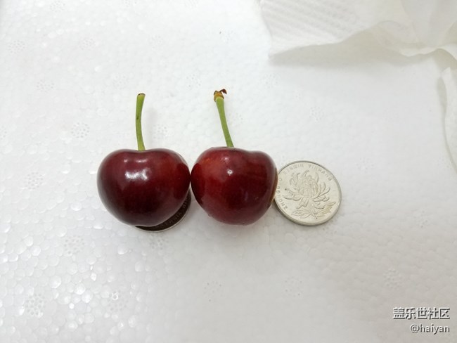 大櫻桃