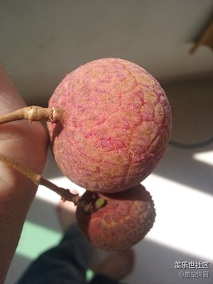 南國，荔枝，福建