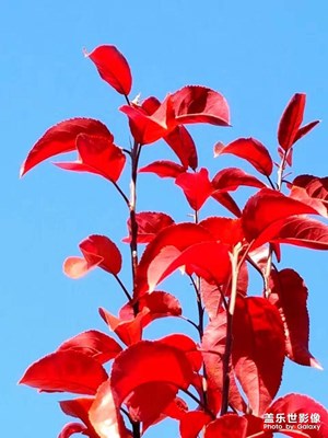 家鄉(xiāng)藍(lán)天紅葉