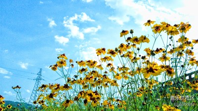 清涼一夏+四川綿陽+巡江問花品清涼