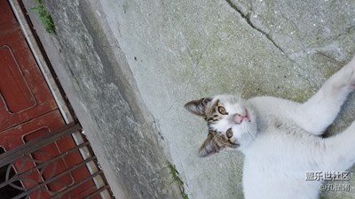 路遇一只貓