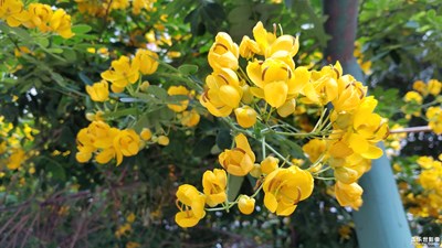 《清涼一夏》+四川成都+校園小花