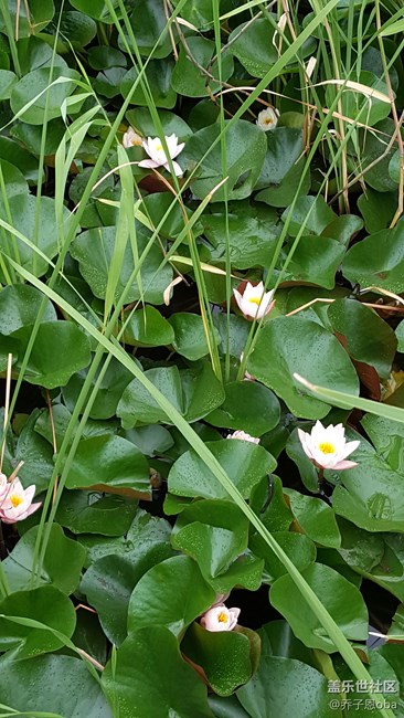 感覺牛5拍照還是這么依舊的強(qiáng)