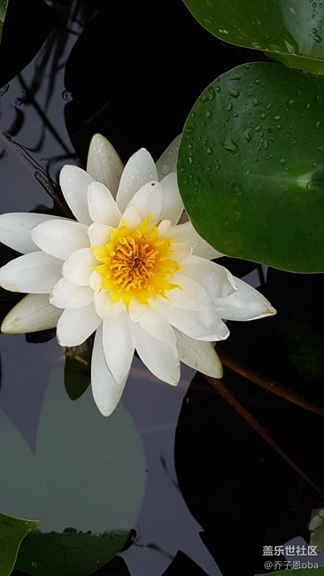 感覺牛5拍照還是這么依舊的強(qiáng)