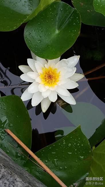 感覺牛5拍照還是這么依舊的強(qiáng)