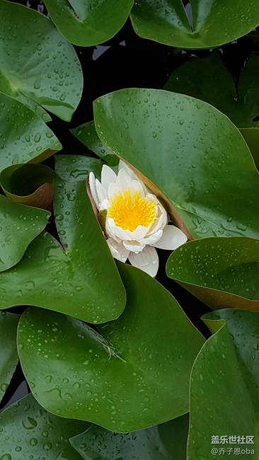 感覺牛5拍照還是這么依舊的強(qiáng)