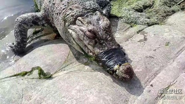 星粉周多長時間一次？