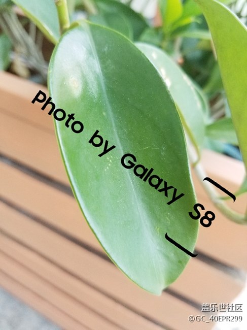 發(fā)兩張S8隨手拍