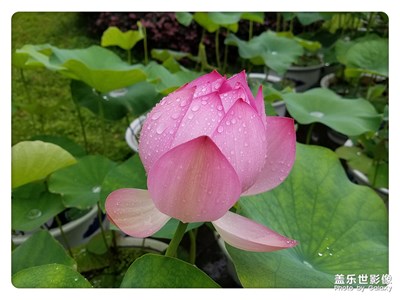 接天連葉無(wú)窮碧  映日荷花別樣紅