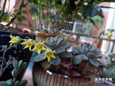 主題:S8顧客分享之拍照~我與多肉情