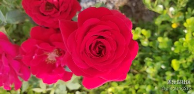 欣賞微距至美！