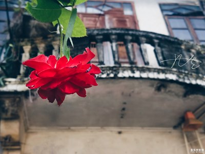 慢生活+江門+漫步飄著花香的老街