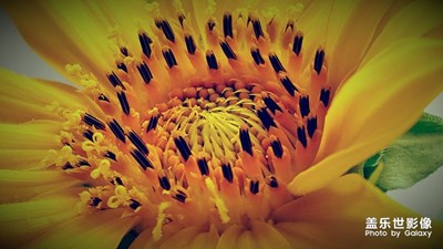 《慢生活》+周口+向陽花（向日葵）