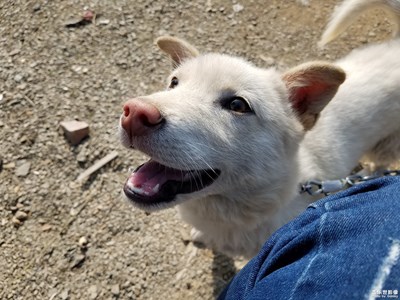 中華田園犬，看家護院神器
