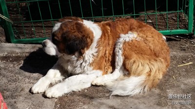 慢生活+石河子市+悠閑自得的圣伯納