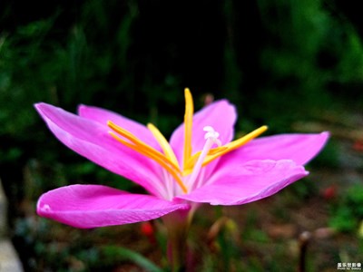 可愛(ài)的小花