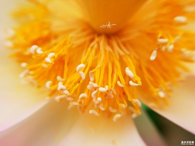 【三星蓋樂世 S7】不蔓不枝，亭亭凈植