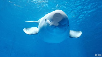 乖乖的白鯨