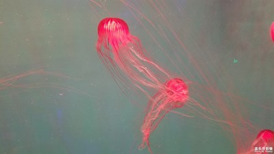 夢(mèng)幻水母Jelly Fish