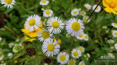 就愛拍花花草草 一