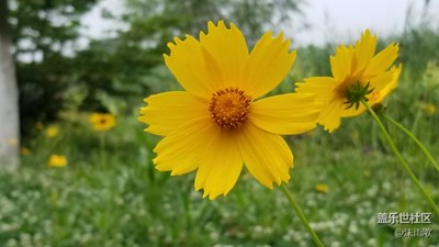 就愛拍花花草草 五