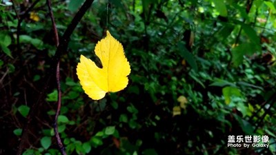 雨落之葉