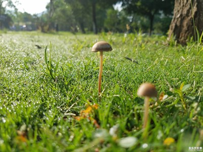 上班早點(diǎn)出門(mén)走走玄武湖