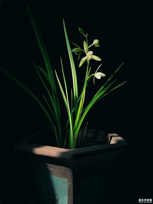 幽幽蘭花香