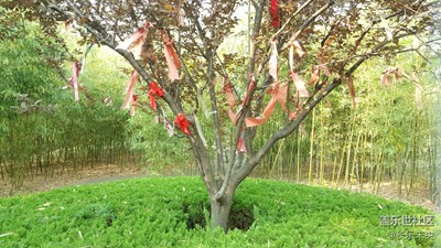 【2周年 風(fēng)】+風(fēng)輕揚(yáng)夏未央