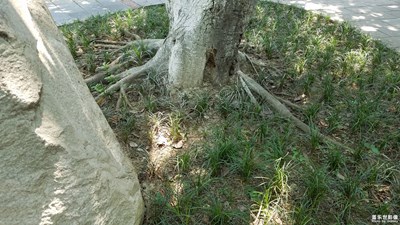 【蓋樂(lè)世社區(qū)2周年慶 】+ 韌  +成都市+ 扎根