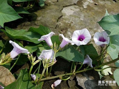 紅薯居然也會(huì)開花