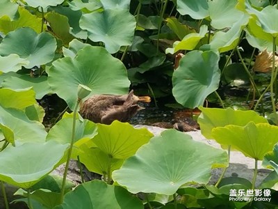 水生物來(lái)一組