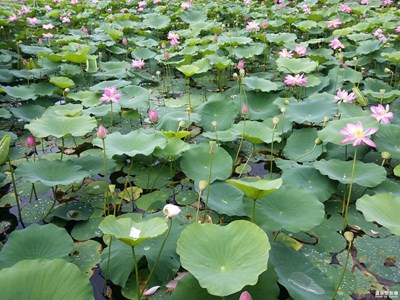 夏日荷塘、絲絲清涼