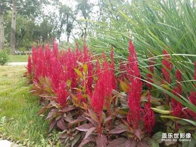 【蓋樂世社區(qū)2周年慶 三位一體 】  +天津+水上公園