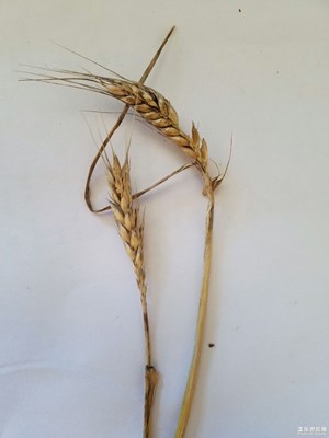 種的喵草最后結(jié)了麥子