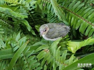 上班遇到一小鳥