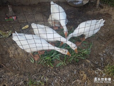 農(nóng)家小白鵝