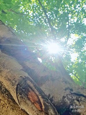 陽光?灑在大地上